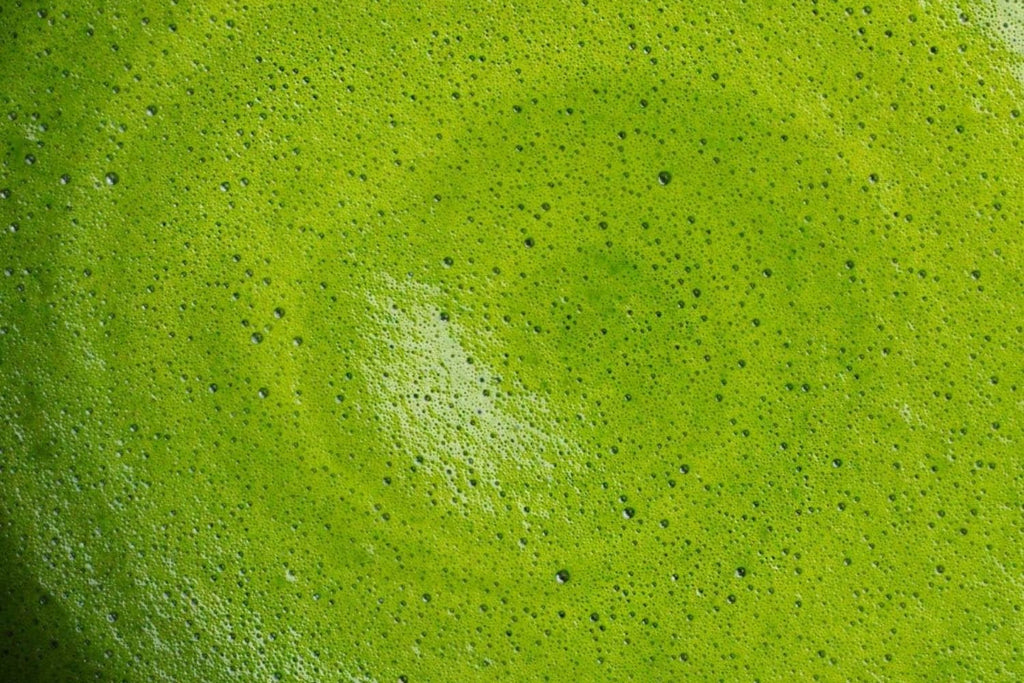 MATCHA CÉRÉMONIEL