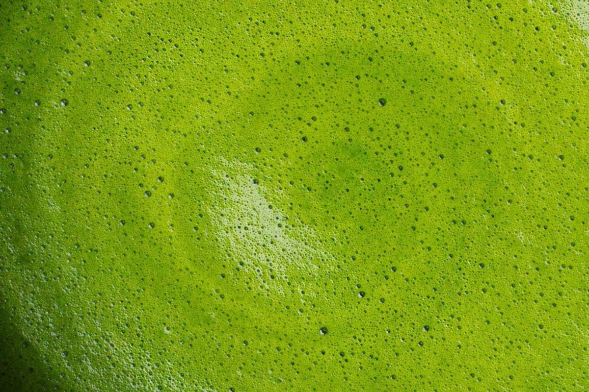 MATCHA CEREMONIAL